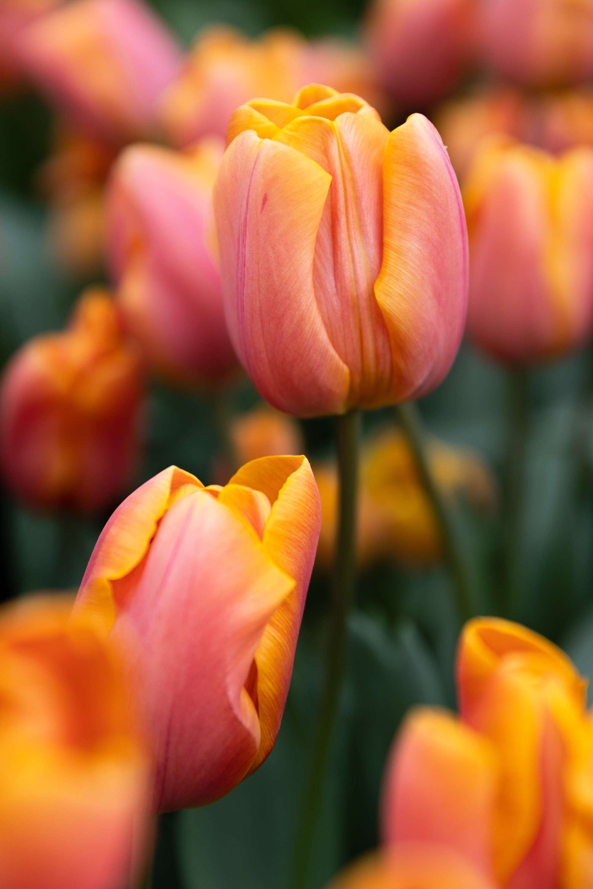 Tulpe 'Jimmy'